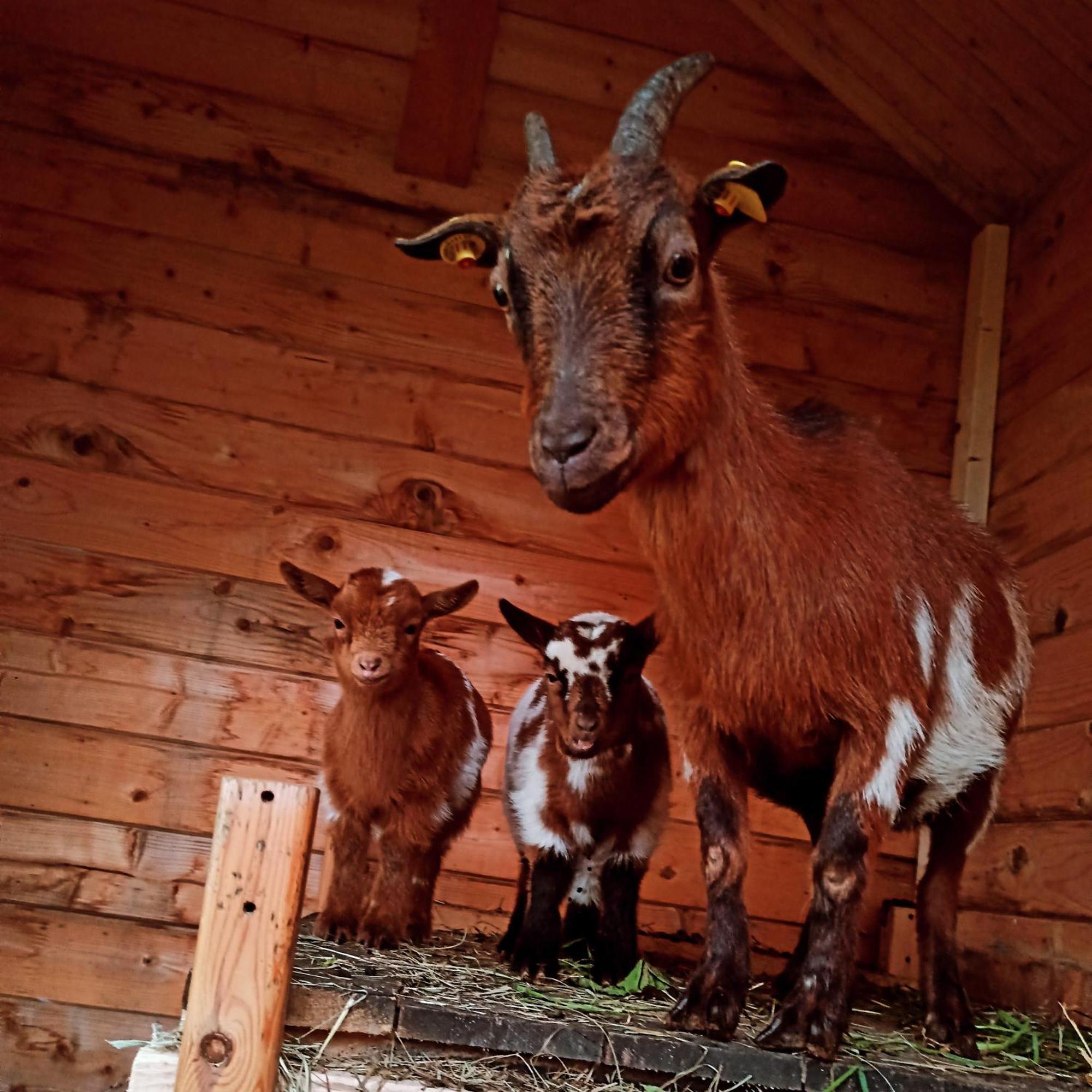 Ferienwohnung Brentenholz Sankt Georgen im Schwarzwald Dış mekan fotoğraf